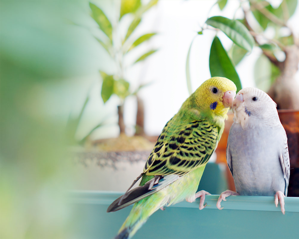 水上犬猫鳥の病院 相模原市東林間の動物病院